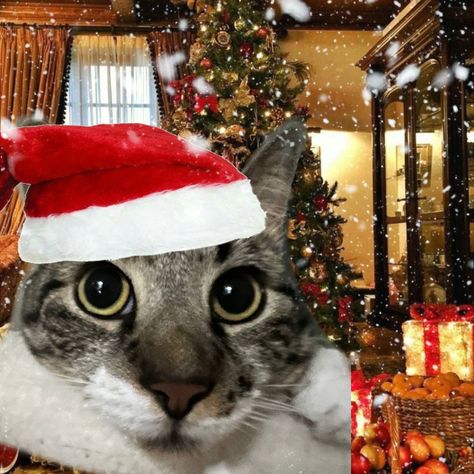 Christmas Profile Pictures, Funny Christmas Pictures, Ugly Cat, Cat Profile, Funny Animal Photos, Silly Cats Pictures, Cat Icon, Christmas Icons, Silly Animals