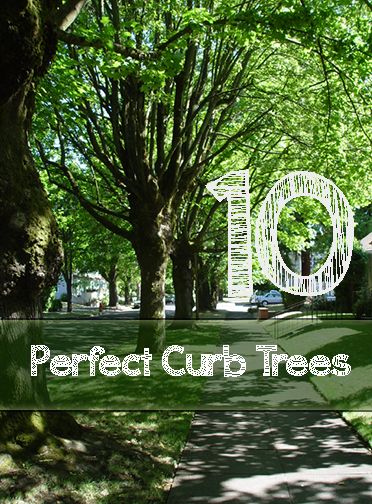 10 Perfect Curb Trees for Your Yard. Trees For Parking Strip, Sidewalk Trees Landscaping Ideas, Trees For Front Yard Curb Appeal, Curb Strip Landscaping Ideas, Street Trees Landscape, Sidewalk Strip Landscaping, Front Yard Trees Curb Appeal, Park Strip Landscaping Ideas, Parking Strip Landscaping