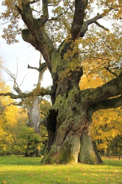 Oak tree drawings