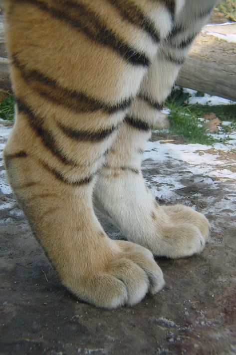 Tiger Paws, Unusual Animal Friendships, Animal Friendships, Tiger Paw, Tiger Pictures, Cat Reference, Animal Study, Cute Tigers, A Monkey