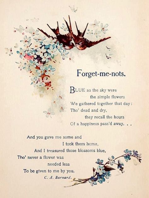 Alzheimer's Awareness, Falling In Love Quotes, Flower Meanings, Nothing But Flowers, Language Of Flowers, Flower Quotes, Simple Flowers, Wonderful Words, Forget Me Not