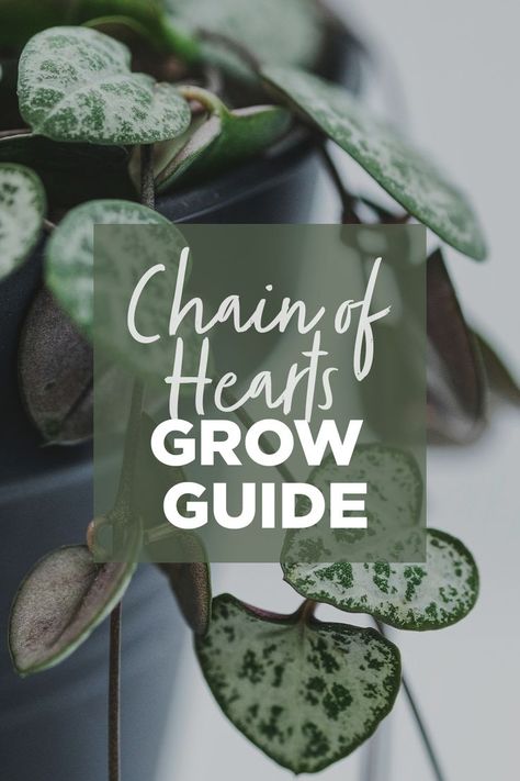 The ultimate guide for growing ceropegia - also known as the chain of hearts and the string of hearts. A must have for any indoor plant enthusiast. This popular house plant is easy to grow and requires minimal care, rewarding you with long strands of green and grey heart-shaped leaves. Display hanging down or trained across a wall so it can show off its lengthy vines. Here are some tips on how to plant, grow and care for one of our favourite indoor plants. Chain Of Hearts Plant, Nz Garden, Chain Of Hearts, Popular House Plants, String Of Hearts, Gardening Inspiration, Heart Care, Plants Garden, House Plant