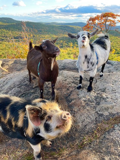 Nyack New York, Enjoying Nature, Future Farms, Cute Goats, Farm Baby, Pig Farming, Mini Farm, Pet Pigs, Animals Friendship