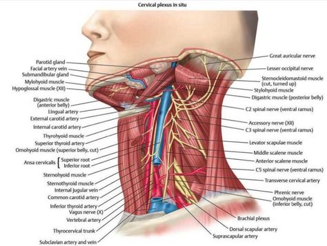 Triangles of the neck contents, Structure of Anterior and Posterior triangle of the neck Cranial Nerves Anatomy, Hypoglossal Nerve, Facial Veins, Nerve Anatomy, Sternocleidomastoid Muscle, Subclavian Artery, Vertebral Artery, Neck Muscles, Facial Nerve