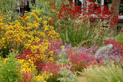 Native Cottage Garden, Native Garden Ideas, Native Plant Landscape, Garden Planting Ideas, Australian Garden Design, Australian Gardens, Australian Native Garden, Front Garden Ideas, Backyard Garden Layout