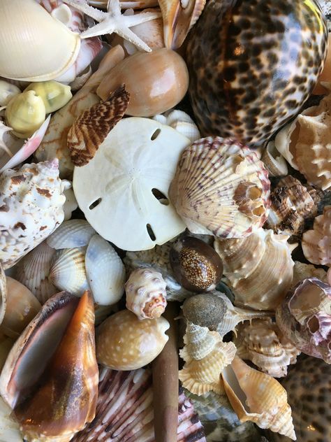 1/2 Pound Mixed Sanibel, Captivia & Ten Thousand Islands Handpicked Seashells, Great for Crafting, Art, Home Decor, Jewelry! FREE SHIPPING! by FloridaShellsAndMore on Etsy Seashells For Sale, Beach Lover Gifts, Shell Collection, Thousand Islands, Cocoa Beach, Sanibel Island, Ten Thousand, Summer Wallpaper, Sand Dollar