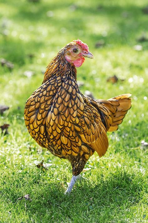 A guide to pedigree, purebred, heritage and hybrid chicken breeds - thisNZlife Sebright Chicken, Cream Legbar Chickens, Small Chicken Breeds, Rhode Island Red Rooster, While Chicken, Buff Orpington Chickens, Bantam Chicken Breeds, Lifestyle Block, Laying Chickens Breeds