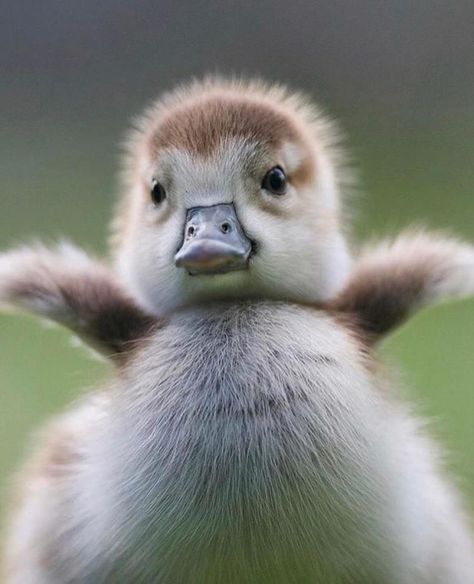 Fuzzy baby duckling / duck / ducky love animal photography pictures and photos #ducks ❤️ Cute Ducklings, Baby Duck, Baby Animals Pictures, Baby Ducks, Airbrush Art, Cute Animal Photos, Cute Animal Pictures, Cute Creatures, Animal Photo