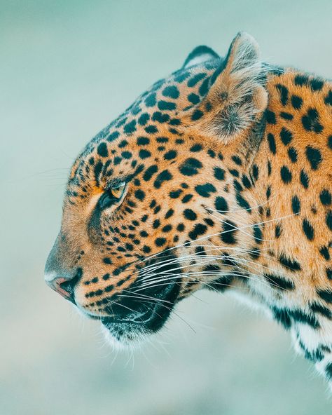 Jaguar Medicine, Jaguar Photography, Animal Close Up, Big Cats Photography, Alaska Photos, Drawing Animals, Travel Landscape, Wildlife Safari, Majestic Animals