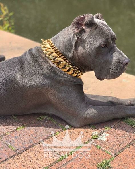 👑 Simply magestic .⁠ 🔎 32mm Gold Chain Collar .⁠ 💎 The finest luxury dog accessories⁠ .⁠ 🛒 Shop Now: REGALDOG.CO.UK⁠ .⁠ 📌 @REGALDOGUK⁠ .⁠ ➡️ #RegalDog #RegalCollars #DogChains #RegalDogStyle #DogAccessories #DogBling #DogJewellery #GoldChain #DogGold #CaneCorso #ItalianMastiff #canecorsolove #canecorsoitaliano #canecorsolovers #canecorsomania #canecorsoofinstagram #canecorsolife #canecorsogram Luxury Dogs Aesthetic, Dog Collar Aesthetic, Dog Collar Display, Fancy Dogs, Dog Collar Diy Tutorials, Collar Display, Collar Aesthetic, Dog Chain Collar, Luxury Dog Accessories