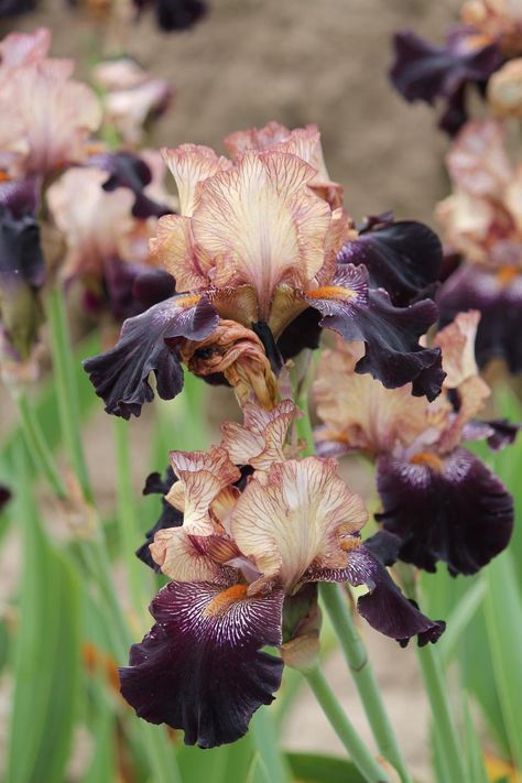 Black Bearded Iris, Iris Flower Aesthetic, Black Iris Flower, Iris Flowers Garden, Iris Bouquet, Iris Tattoo, Dark Garden, Goth Garden, Iris Painting