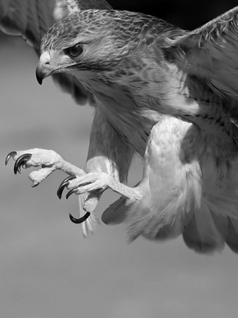 Grey Eagle, Aigle Royal, Grey Photography, Raptors Bird, Animal Totems, Monochrome Photography, Birds Of Prey, Bird Photography, Nature Animals