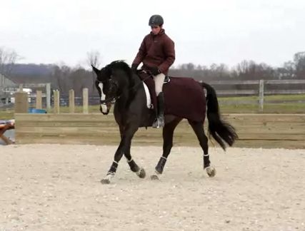 Evention Presents: Engaging the hind end « HORSE NATION Bending Exercises, Equestrian Tips, Everyday Pictures, Riding Ideas, Western Dressage, Dressage Exercises, Equine Veterinary, Riding Tips, Horse Exercises