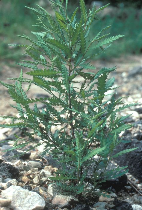 Sweet Fern, Tall Shrubs, New England States, Red Bud, Eastern Canada, Fern Plant, Garden Windows, Outdoor Gardens Design, Plant Lady