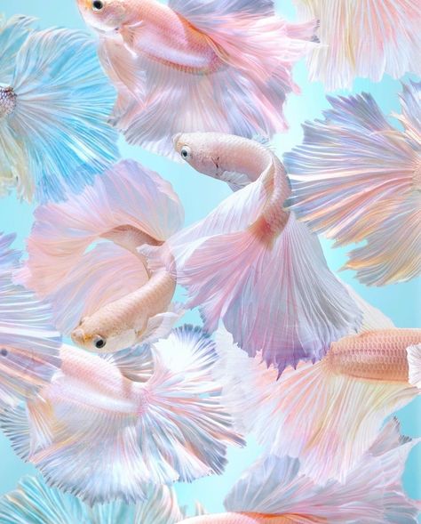 #fish #pastel #nature Fish Aesthetic, Fish Background, Different Fish, Pink Fish, Mermaid Aesthetic, Fish Wallpaper, Pet Fish, Fishing Decor, My Favorite Image