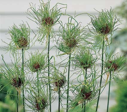 Allium Hair Wild Onion, Wild Onions, Onion For Hair, White Flower Farm, Lily Garden, Plant Varieties, List Of Flowers, Wild Garlic, Garden Bulbs