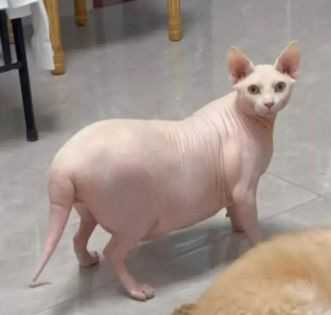 Fat Hairless Cat, Cute Hairless Cat, Obese Cat, Cute Fat Cats, Hairless Cats, Fun Animals, Sphinx Cat, Dream's Cat, What Cat