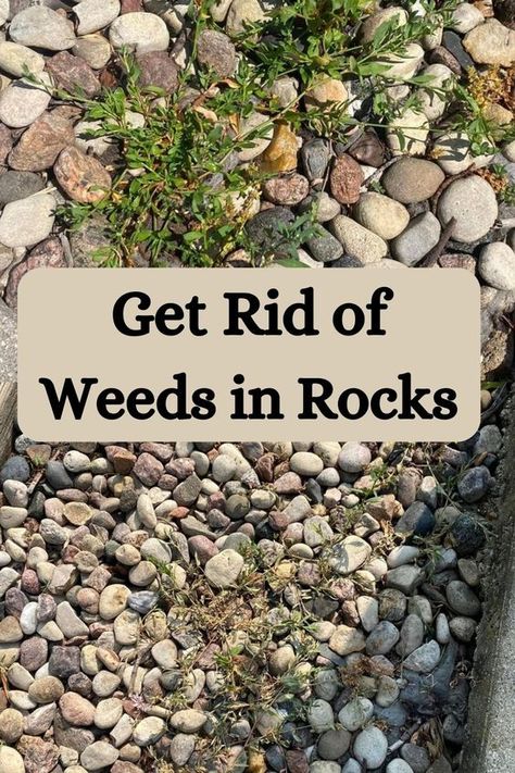 Kill Weeds Naturally, Killing Weeds, Garden Remedies, Garden Weeds, Garden Help, Garden Yard Ideas, Garden Bed, Landscape Ideas, Lawn And Garden