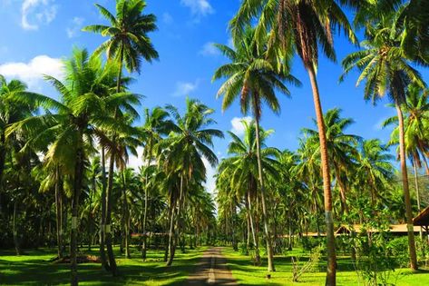 Coconut Garden, Beautiful Farms, Coconut Farm, Fruit Farming, Beach Motel, Environment References, Marquesas Islands, Tahiti French Polynesia, Yellowstone Vacation