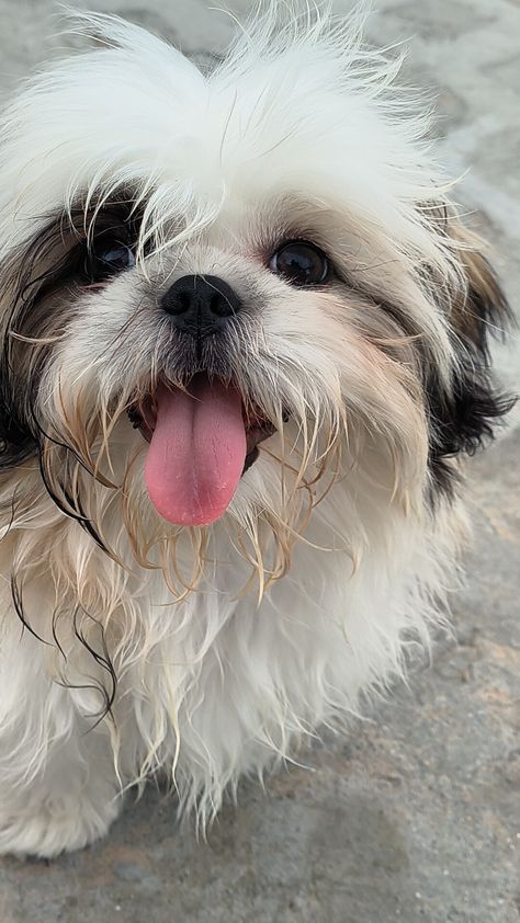 Cute Shitzu Puppies Wallpaper, Shitzu Puppies Wallpaper, Shitzu Wallpaper, Pastel Pink Theme Aesthetic, Shih Tzu Aesthetic, Shitzu Dogs, Shitzu Puppies, Fake Images, Puppy Wallpaper