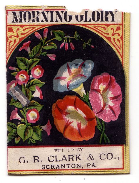 Seed Packet Aesthetic, Seed Packet Illustration, Vintage Seed Packets Flowers, Vintage Seed Packet, Vintage Flower Seed Packets, Victorian Seed Packets, Vintage Seed Packets Vegetable, Vintage Seed Packets, Flower Seeds Packets