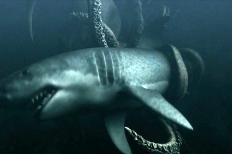 Mega Shark vs. Giant Octopus Mega Shark, Giant Octopus, The Kraken, Kraken, Deep Sea, Octopus, Water, Animals, Quick Saves