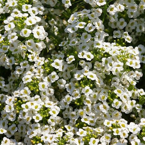 Alyssum Maritimum, White Perennial Flowers, Alyssum Flowers, Heat Tolerant Plants, Fall Landscaping, Sweet Alyssum, Scented Flowers, Zone 10, Backyard Flowers