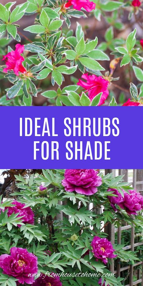 Shade Loving Shrubs: The Best Bushes To Plant Under Trees | Garden Plants Shade Bushes, Perennial Garden Design, Shade Loving Shrubs, Plants Under Trees, Shade Shrubs, Shade Garden Plants, Full Sun Plants, Perennial Shrubs, Shade Perennials