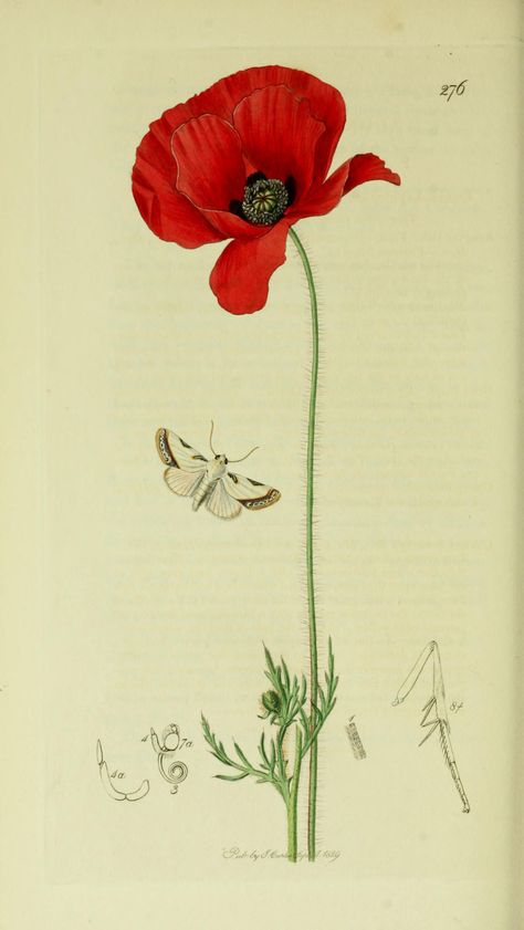 Acontia catena or Acontia nitidula (Brixton Beauty Moth) with a Field Poppy from British Entomology by John Curtis ( 1840’s). http://www.biodiversitylibrary.org/ Wikimedia. Poppies Tattoo, Poppy Art, Illustration Botanique, Vintage Botanical Prints, Botanical Painting, Scientific Illustration, Vintage Diy, Botanical Drawings, Botanical Flowers