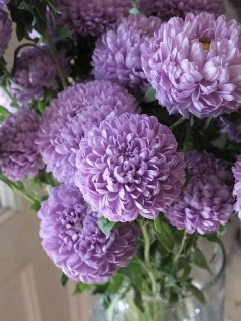 China Aster, Callistephus Chinensis, Chrysanthemum Bouquet, Aster Flower, Unusual Plants, Chrysanthemum Flower, Annual Flowers, Herb Seeds, Beautiful Flowers Pictures