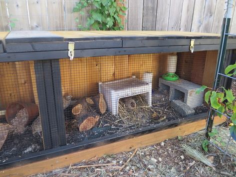 Coturnix Quail Pen Ideas, Quail Brooder Ideas, Quail Pen Ideas Diy, Quail Coop Diy, Button Quail Enclosure, Coturnix Quail Housing, Quail Cage Ideas, Quail Setup, Quail Pen Ideas