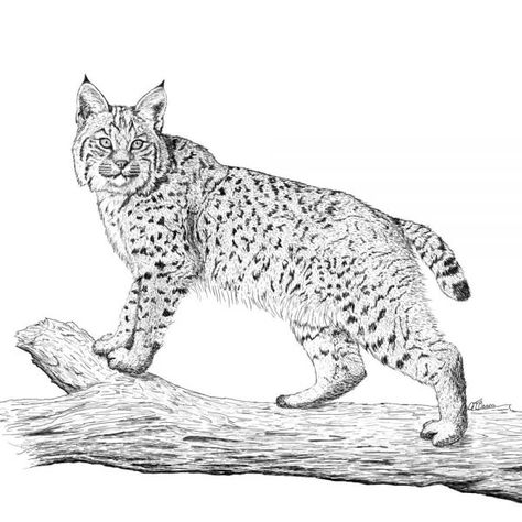 Bobcat Drawing Easy, Bobcat Tattoo Design, Bobcat Sketch, Bobcat Illustration, Bobcat Tattoos, Bobcat Drawing, Bobcat Art, Bobcat Pictures, Branch Drawing