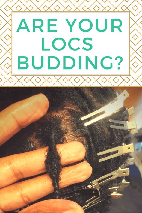 Budding Phase Locs, Locs Budding Stage, Loc Budding Stage, Diamond Part Locs, How To Loc Hair, Loc Sprinkles Locks, Started Locs Styles, Loc Growth Progress, Loc Stages