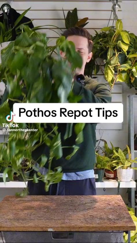 Golden Pothos Care, Pothos Plant Care, Plant Goals, Plant Care Houseplant, Golden Pothos, Growing Gardens, Greenhouse Plants, Pothos Plant, Growing Plants Indoors