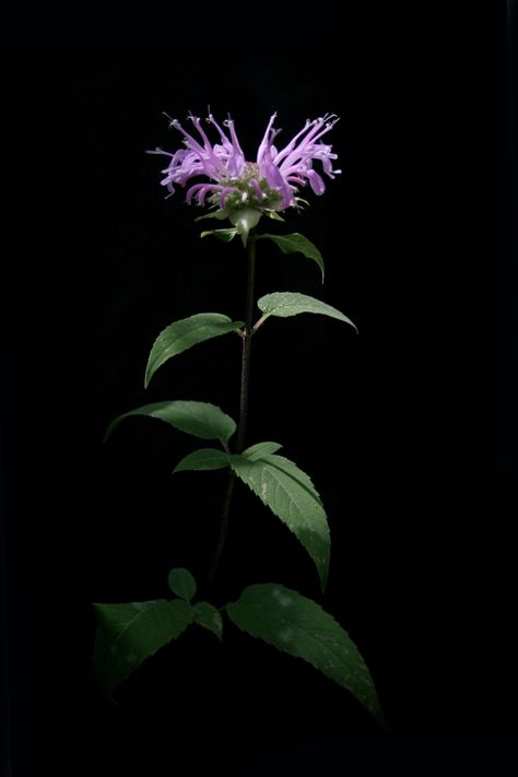 Bergamot Plant, Monarda Fistulosa, Bergamot Flower, Sorry Mom Tattoo, Wild Bergamot, Wild Indigo, Tea Cake, Bee Balm, Grey Tea