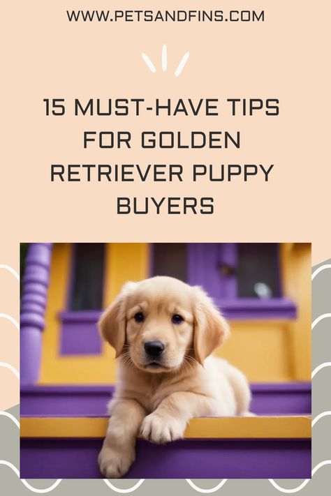 15 Must-Have Tips for Golden Retriever Puppy Buyers https://petsandfins.com/buying-best-golden-retriever-puppy-15-point-checklist Golden Puppies Retriever, New Golden Retriever Puppy, Golden Retriever Puppy Must Haves, Golden Retriever Must Haves, Golden Retriever Haircut, Old Golden Retriever, Golden Puppies, Puppies Tips, Golden Puppy