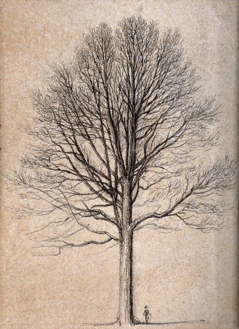 Outline of a tall tree, dwarfing figure at its base. Pencil drawing. | Wellcome Collection Wellcome Collection, Tall Trees, Pencil Drawing, Botany, Digital Image, Pencil Drawings, Pencil, Human, Health