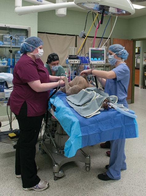 Preoperative Roles and Responsibilities of the Veterinary Surgical Nurse | Today's Veterinary Nurse Veterinary Study, Veterinarians Medicine, Veterinary Nurse, Surgical Nurse, Surgical Technician, Veterinary Surgery, Veterinary Surgeon, Roles And Responsibilities, Surgical Technologist