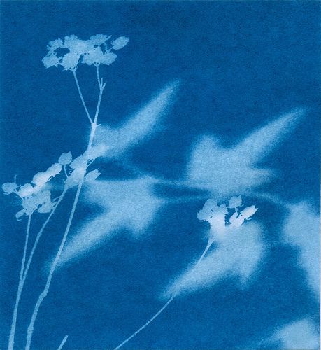 Sunography- cool effects with solar power! Solar Printing Fabric, Solarization Photography, Solar Printing, Solar Print, Cyanotype Printing, Sun Printing, Sun Paper, Ap Drawing, Paper Photography