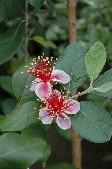 Guava Plant, Pineapple Guava, Guava Tree, Growing Pineapple, Fruits Photos, Red And White Flowers, Garden Shrubs, Edible Landscaping, Landscaping Supplies