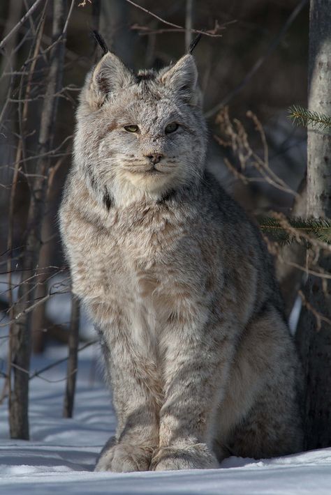 Canadian Cat, Lynx Kitten, Lynx Cat, Lynx Lynx, Canada Lynx, Eurasian Lynx, Scary Cat, Cat Artwork, Cat Family