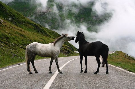 The Scorpio Races, Amazing Animal Pictures, Two Horses, All The Pretty Horses, Clydesdale, Appaloosa, Pretty Horses, Horse Photography, Horse Pictures