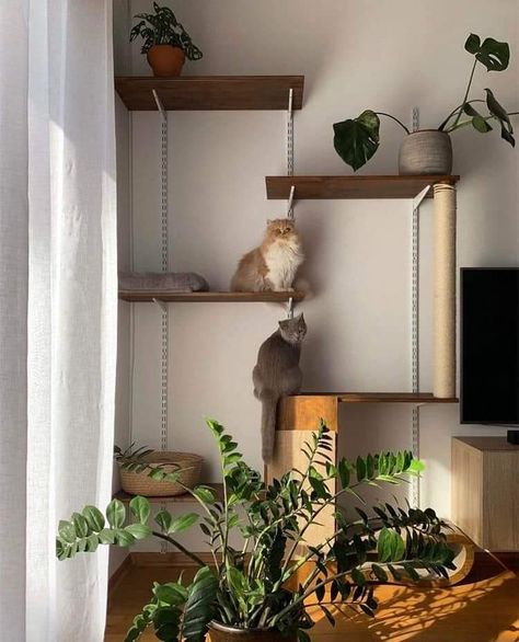 Tiny Home Cat Ideas, Cute Cat Corner Ideas, Renter Friendly Cat Shelves, Cat Friendly Living Room Ideas, Cat Friendly Studio Apartment, Renter Friendly Cat Wall, Cat Shelves Living Room, Apartment Catification, Apartment Cat Ideas Small Spaces