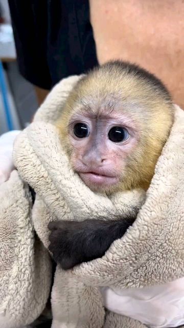 Capuchin Monkey Pet, Funny Monkey Pictures, Monkey Memes, Cute Monkey Pictures, Capuchin Monkey, Cute Baby Monkey, Funny Photography, Monkey Pictures, Pet Monkey