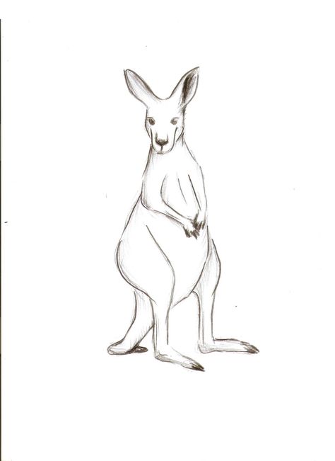 Kangaroo Anatomy Drawing, Simple Kangaroo Tattoo, Kangaroo Cartoon Drawing, How To Draw A Kangaroo, Kangaroo Drawing Cute, Kangaroo Drawing Easy, Kangaroo Sketch, Kangaroo Tattoo, Small Cute Cartoon