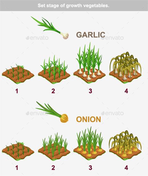 Onion Garden, Plantarea Legumelor, Planting Garlic, Growing Garlic, Vegetable Garden Planning, Vegetable Garden Diy, Fall Garden Vegetables, Veg Garden, Home Vegetable Garden