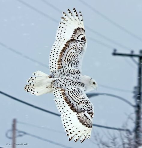 Giraffe Pictures, Awesome Owls, Snow Owl, Owl Photos, Owl Pictures, Bird Wings, Beautiful Owl, Snowy Owl, Exotic Birds