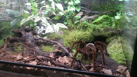 Theraphosa stirmi Terrarium Pet Tarantula Enclosure, Tarantula Terrarium Ideas, Tarantula Enclosure Ideas Terrestrial, Craig Aesthetic, Tarantula Enclosure Ideas, Tarantula Terrarium, Spider Habitat, Spider Terrarium, Tarantula Habitat