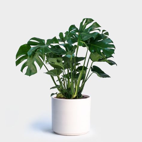 Monstera Deliciosa Care, Urban Landscape Design, Swiss Cheese Plant, Cheese Plant, Bathroom Plants, Bedroom Plants, Terracotta Planter, Office Plants, Monstera Plant