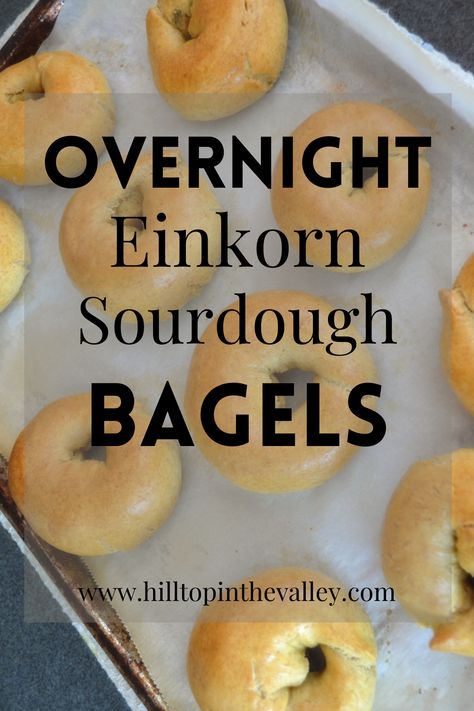 Einkorn Sourdough, Ancient Grains Recipes, Overnight Sourdough, Bagel Recipe Easy, Einkorn Recipes, Sourdough Bagels, Healthy Bread Recipes, Einkorn Flour, Wheat Recipes